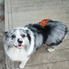 Robaron a perro influencer Chotou, lo vendieron por 26 dólares a un restaurante y se lo comieron
